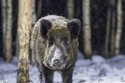 Järgmisel hooajal on riiklik tellimus küttida 18 000 metssiga